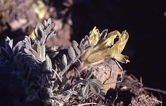Description de l'image Astragaluscibarius.jpg.