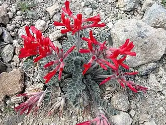 Description de l'image Astragaluscoccineus.jpg.