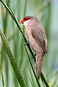 Astrild ondulé (Estrilda astrild)
