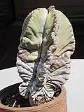 Un vieux Astrophytum myriostigma
