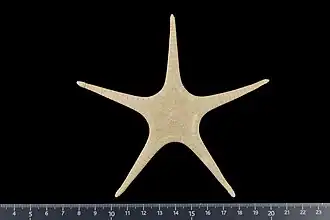 Astroceramus eleaumei