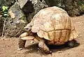 Angonoka dans un parc de Nosy Be Hell-Ville
