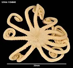 Astrochlamys sol