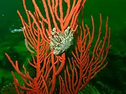 Leptogorgia palma