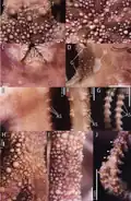 Astrocladus exiguus (détails).