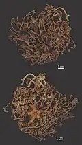 Astrocyclus somaliensis