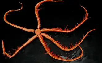 Astrolirus patricki