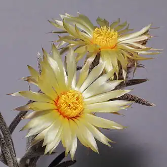 Description de l'image Astrophytum caput-medusae-IMG 0583.JPG.
