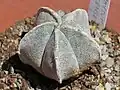 Astrophytum myriostigma v. coahuilense