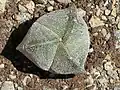 Astrophytum myriostigma v. tricostatum