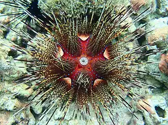 Astropyga pulvinata