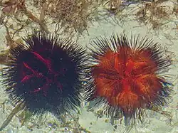 Astropyga radiata