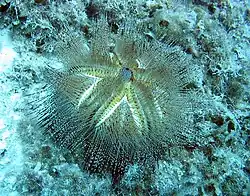 Forme blanche (rare), observée à Hawaï.