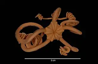 Astrotoma agassizii