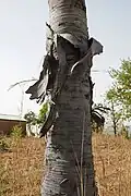 Les cicatrices foliaires sur le tronc de Borassus aethiopum sont révélées lorsque les gaines foliaires tombent