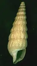 Ataxocerithium serotinum