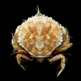Atelecyclus rotundatus (Atelecyclidae)