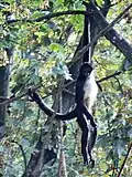La queue épaisse et préhensile est caractéristique des atèles (zoo de Prague)