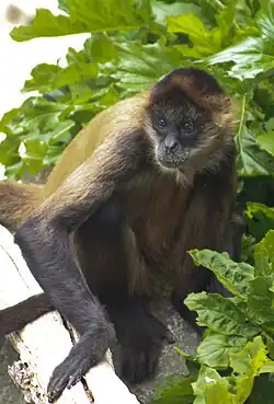 Atèle de Geoffroy