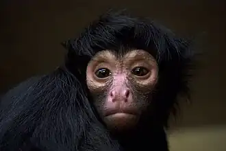 Détail de la face.