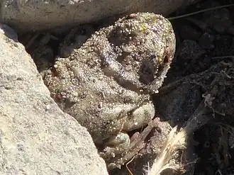 Description de l'image Atelognathus reverberii.jpg.
