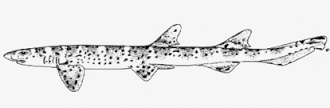 Description de l'image Atelomycterus macleayi.gif.