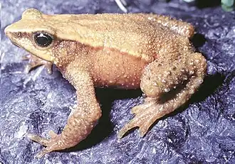 Description de l'image Atelopus mucubajiensis.jpg.