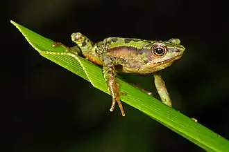 Description de l'image Atelopus palmatus 67424333.jpg.