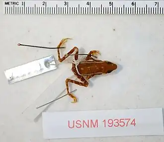 Description de l'image Atelopus tricolor dorsal.jpg.