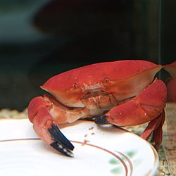 Atergatis subdentatus.