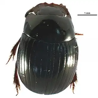 Description de l'image Ateuchus lecontei.jpg.