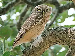 Athene noctua.