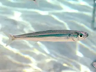 Atherina hepsetus