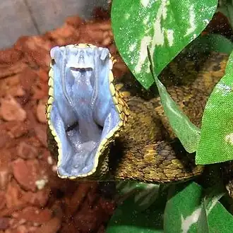 Description de l'image Atheris-ceratophora-4 new.jpg.