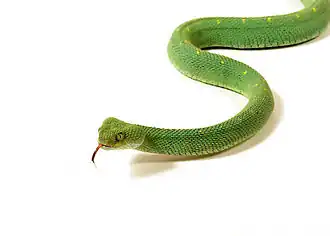 Atheris chlorechis