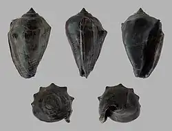 Athleta ficulina