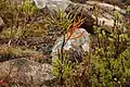 Plantule d’Athrotaxis cupressoides établie sur substrat dénudé à la suite d’un incendie