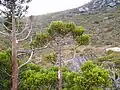 Athrotaxis selaginoides