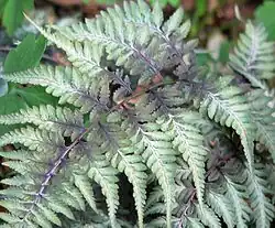 Athyrium niponicum var. pictum, la fougère peinte du Japon