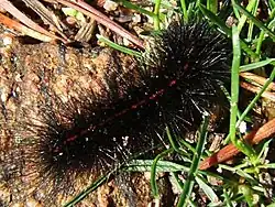 Chenille.