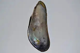 Geukensia demissa