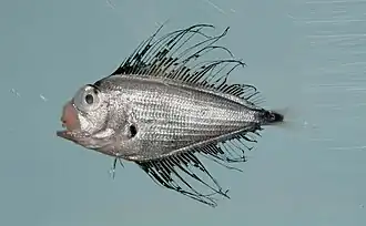 Pterycombus brama