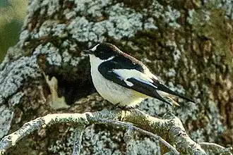 Description de l'image Atlas_Flycatcher_(Ficedula_speculigera).jpg.