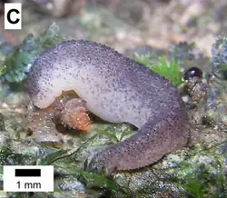Atopos sp. (Veronicellidae)