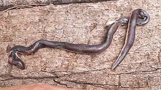 Description de l'image Atractaspis duerdeni.jpg.