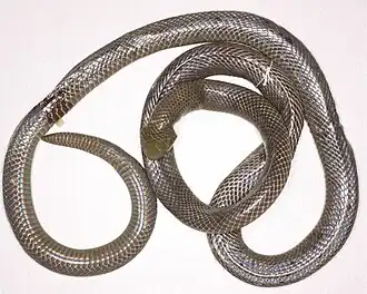 Description de l'image Atractaspis reticulata (10.3897-zse.95.31488) Figure 8 (cropped).jpg.