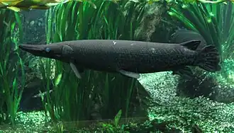 Description de l'image Atractosteus_spatula_(Alligatorhecht).jpg.