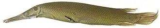 Description de l'image Atractosteus tropicus SI2.jpg.