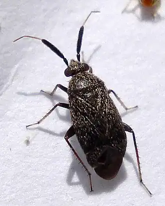 Description de l'image Atractotomus mali.jpg.