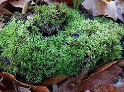 Tapis d'Atrichum undulatum.